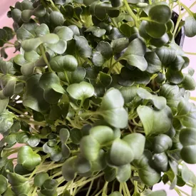 Микрозелень редиса дайкон (зеленый)